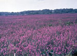 Purple Loosestrife