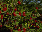 Shrubby Honeysuckles