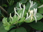 Japanese Honeysuckle