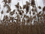 Phragmites australis