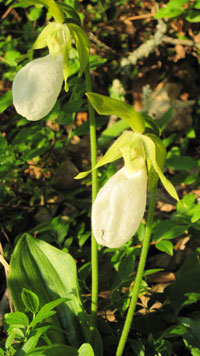 photograph of the white form of a pink lady's-slipper, photo by Cathy Pendergast