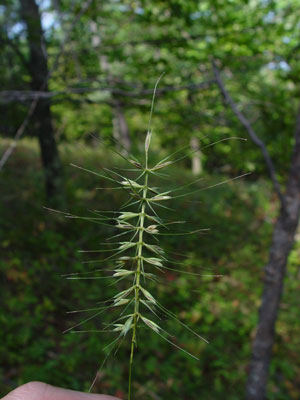 Photo: Bottlebrush Grass