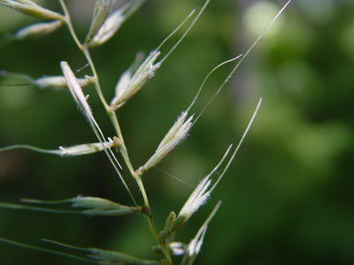 Photo: Bottlebrush Grass