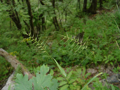 Photo: Bottlebrush Grass