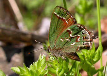 Juniper Hairstreak, photo by Jonathan Mays