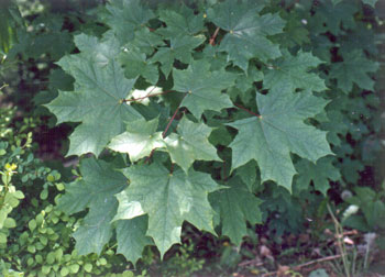 Maine Natural Areas Program Invasive Plants Norway Maple