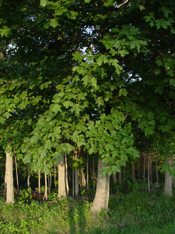 Maine Natural Areas Program Invasive Plants Norway Maple