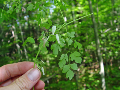 Photo: Leaves and flowers of Allegheny Vine