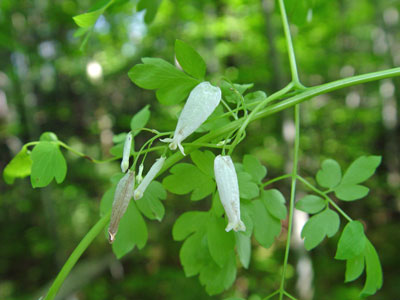 Photo: Leaves and flowers of Allegheny Vine
