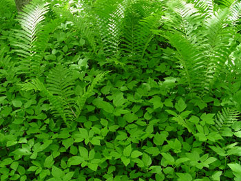 Goutweed in floodplain setting