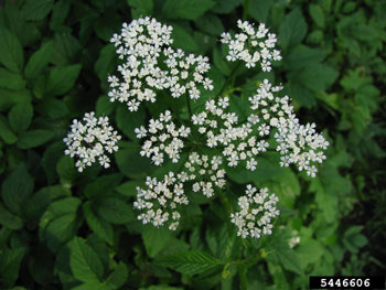 Goutweed flower