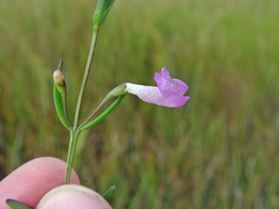 Photo: Saltmarsh False-foxglove in flower