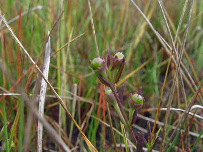 Photo: Saltmarsh False-foxglove in fruit