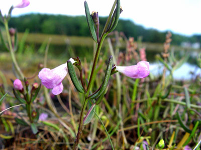 Photo: Saltmarsh False-foxglove in flower with saltmarsh in background