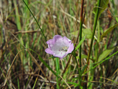 Photo: Nova Scotia False-floxglove in flower