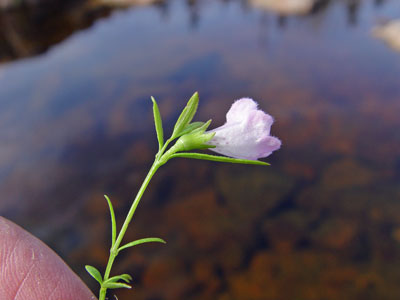 Photo: Nova Scotia False-foxglove in flower, showing calyx and leaves