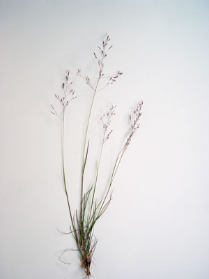 Photo: Specimen sheet of Boreal Bentgrass