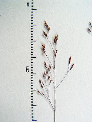 Photo: Specimen sheet of Boreal Bentgrass showing inflorescence