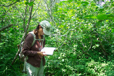 photograph of an alder floodplain