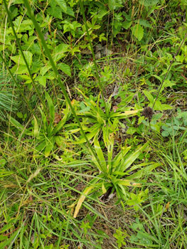 Photo: Basal leaves of Unicorn Root