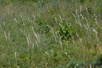 Photo: Habitat showing several flowering stalks of Unicorn Root