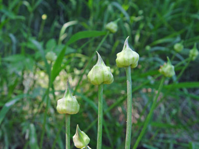 Photo: Wild Garlic