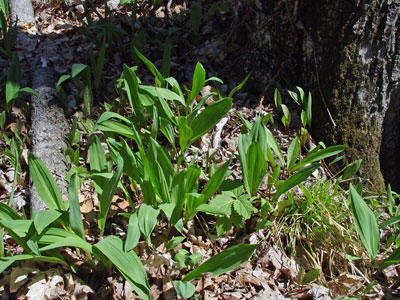 Photo: Wild leek leaves