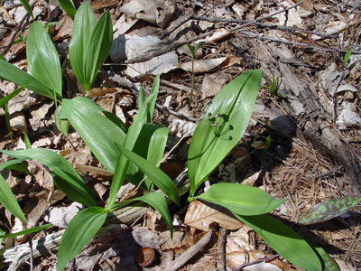 Photo: Wild Leek leaves and last year's fruiting stalk