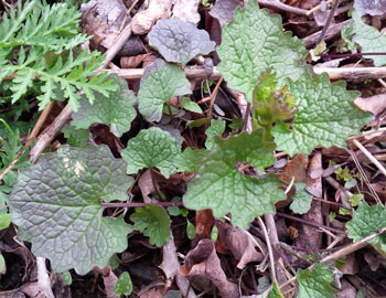 First year rosette and leaves of garlic mustard