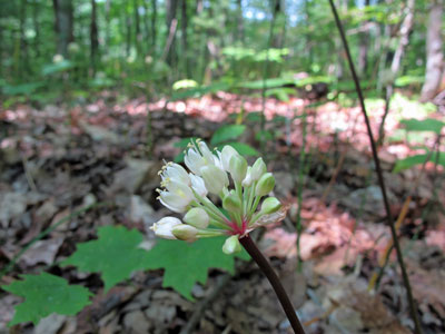 Photo: Wild Leek Flowers