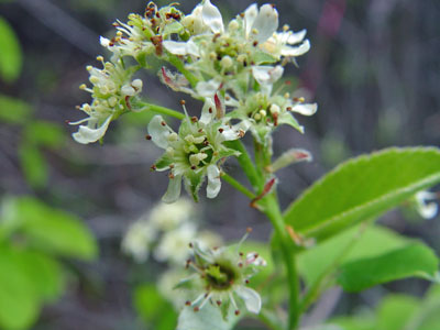 Photo: Nantucket Shadbush Flowers