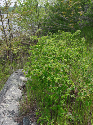 Photo: Nantucket Shadbush Growth Habit