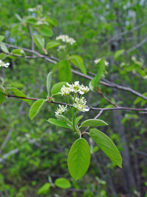 Photo: Nantucket Shadbush 