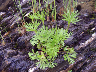 Photo: Close-up of Cut-leaved Anemone leaves