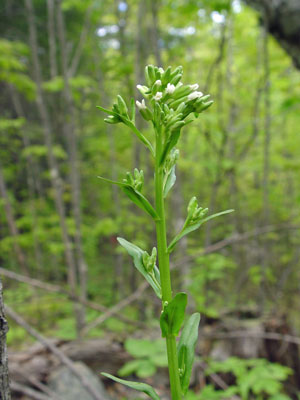 Photo: Missouri Rockcress in flower