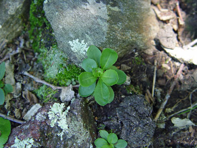 Photo: Basal rosette of Missouri Rockcress