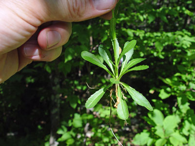 Photo: Basal rosette of Missouri Rockcress