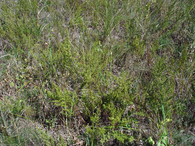 Photo: Beach wormwood growing in sandy habitat