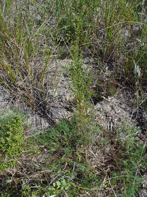 Photo: Beach Wormwood growing in sandy habitat