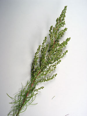 Photo: Specimen of Beach wormwood showing inflorescence