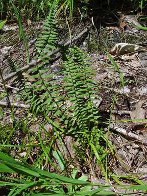 Photo: Ebony Spleenwort clump