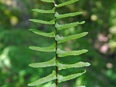 Photo: Close-up of leaflets of Ebony Spleenwort