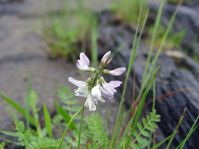Photo: flowers of Alpine Milk-vetch