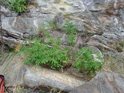 Photo: Robbins' Milk-vetch growing on rocks