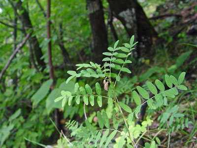 Photo: Robbins' Milk-vetch