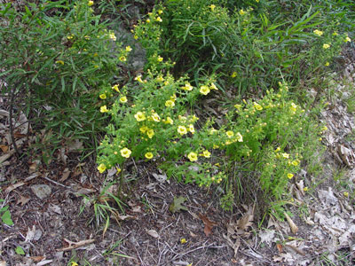 Photo: Fern-leaved False Foxglove in flower