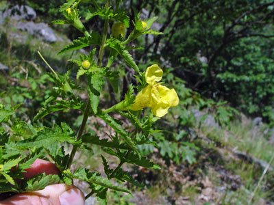 Photo: flower of Fern-leaved False Foxglove