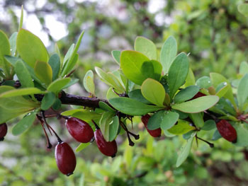 Photo: Japanese barberry close up