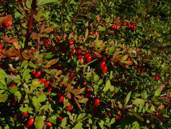 Photo: Japanese barberry fruits