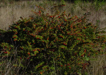 Photo: Japanese barberry habit